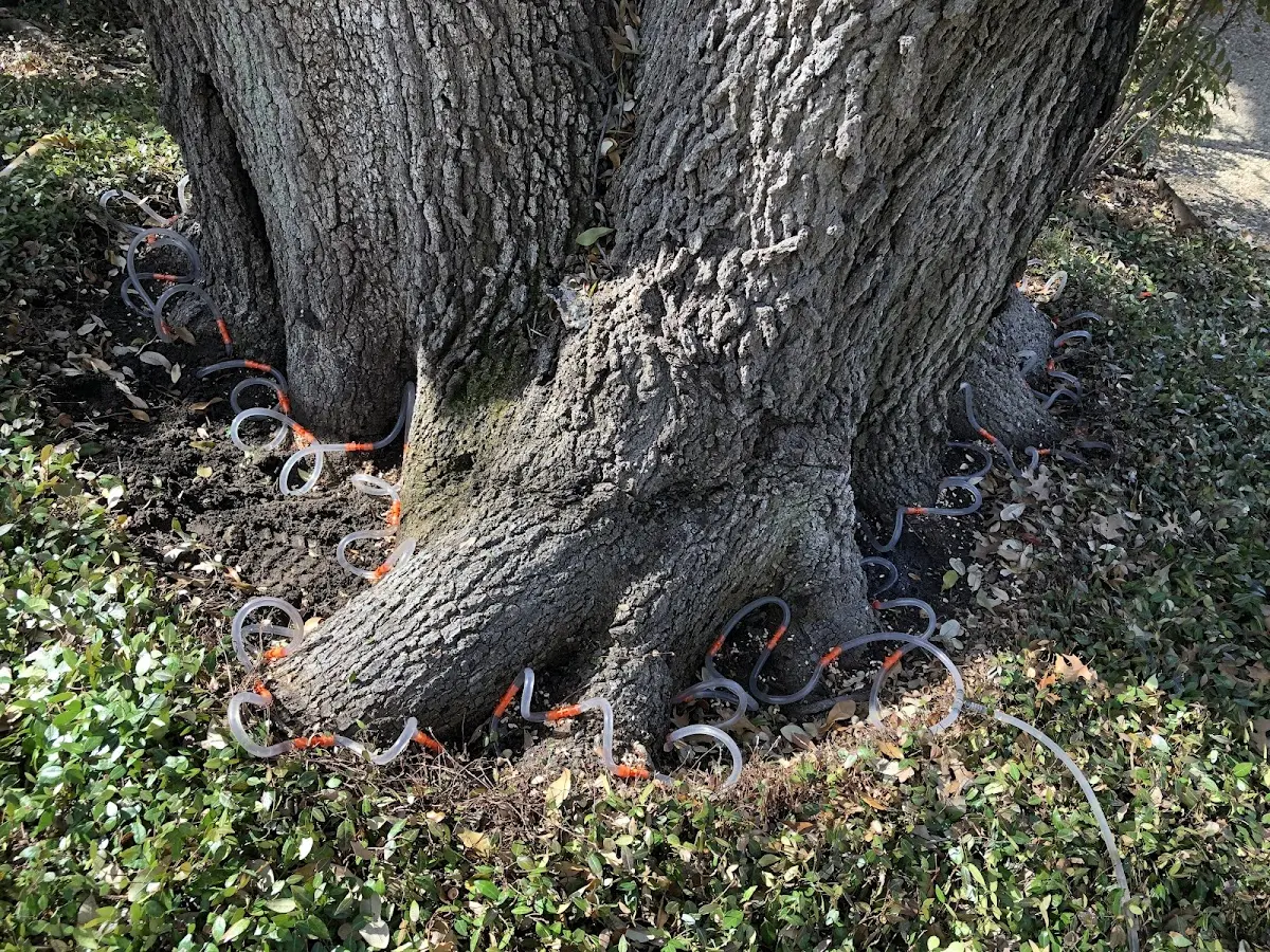 Detailed Tree Cabling and Bracing job site in Portage Des Sioux