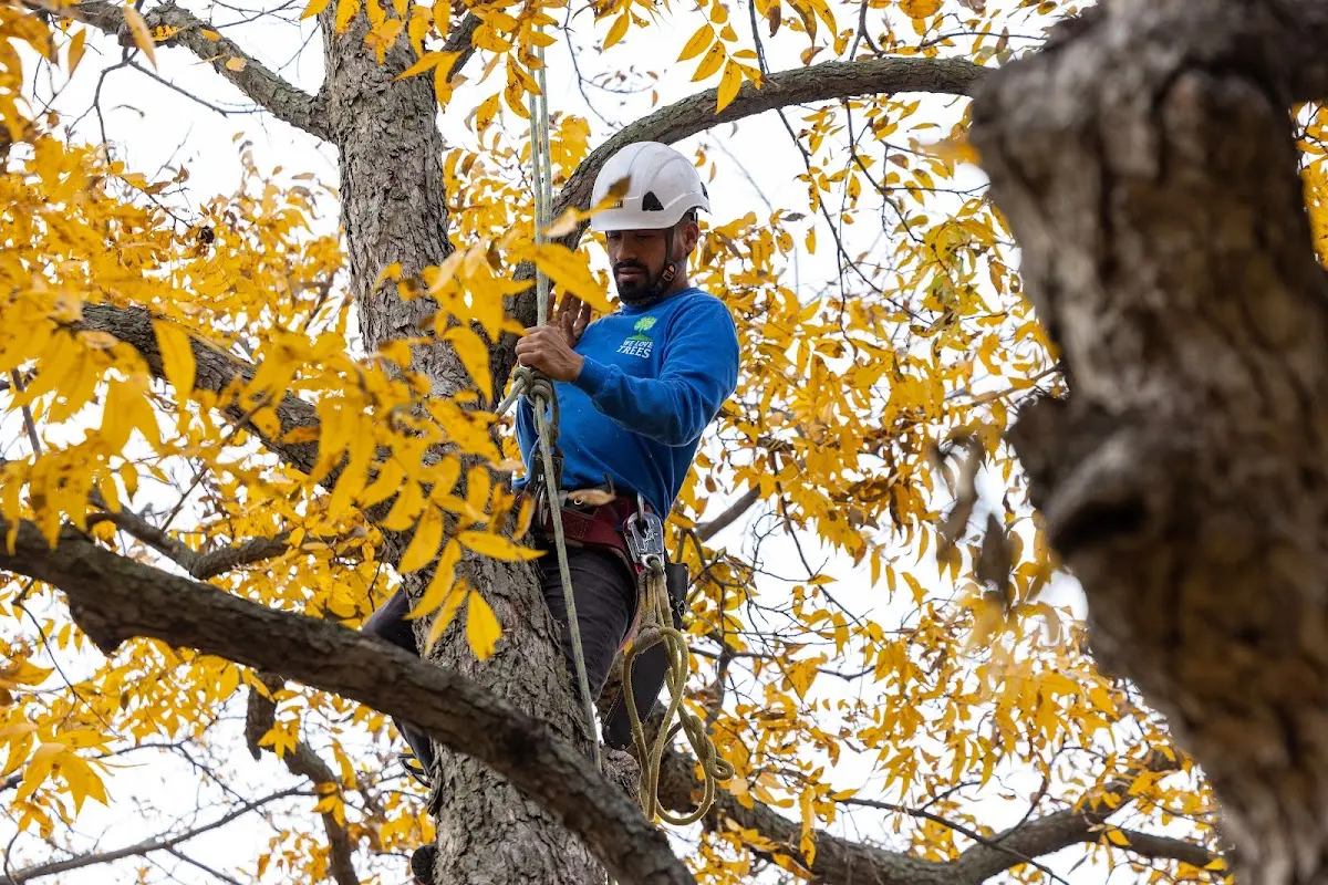 Skilled Tree Pruning crew working in Portage Des Sioux